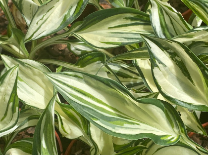 Hosta 'Fireworks'